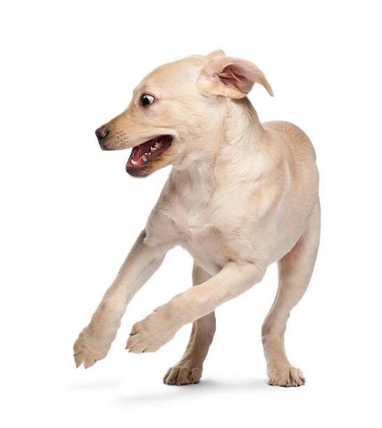 istock Young Labrador Retriever, 4 months old 518176376