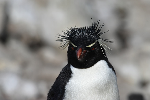 Rockhopper Penguin at New Island, Islas Malvinas