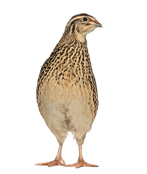 istock Japanese Wild Quail isolated on white 518177028