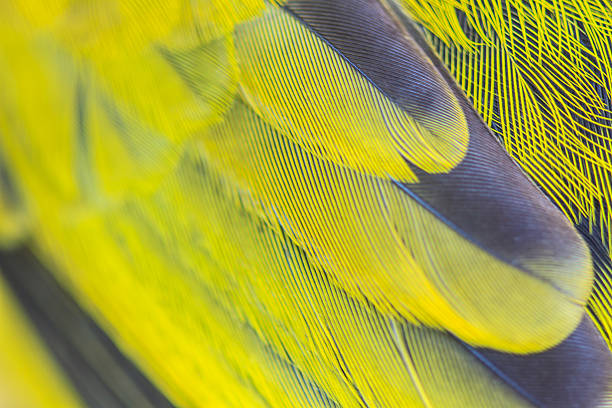 istock feather of Black-headed Bulbu 518177097