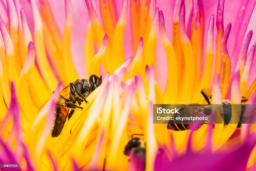 Little bee and lotus flower Close up of pink lotus flower with little bee Animal Stock Photo