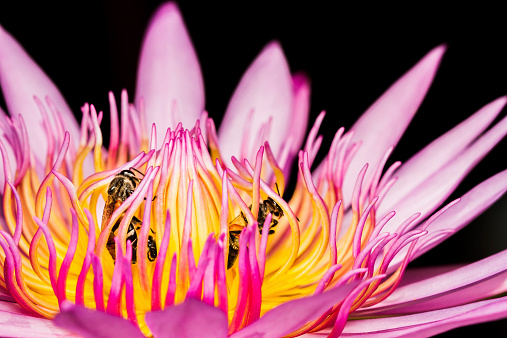 Close up of pink lotus flower with little bee