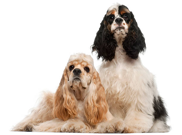 istock American Cocker Spaniel and American Cocker Spaniel puppy 518177382