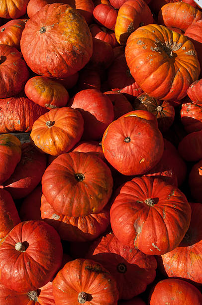 Abundance of Pumpkins stock photo