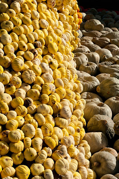 Hundreds of Pumpkins stock photo