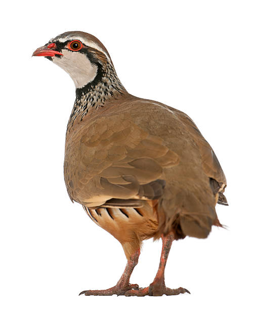istock Red-legged Partridge or French Partridge, Alectoris rufa standing 518177460