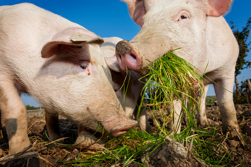 Two young pigs  happily playing outside and eating some fresh grass. Horizontal  format, low angle view looking up to the pigs against a bright sky with some copy space. Photographed on small organic farm in Denmark on the island of Møn.