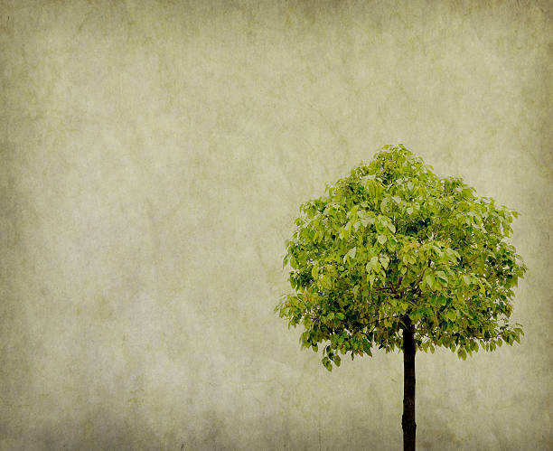 istock tree with old grunge antique paper texture 518177680