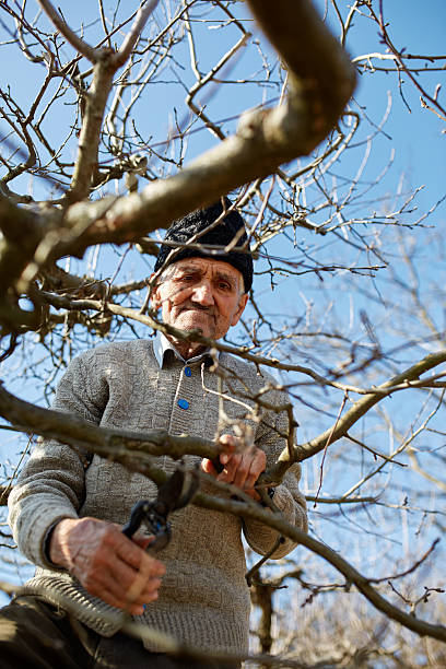 istock Senior farmer trimming trees 518177954