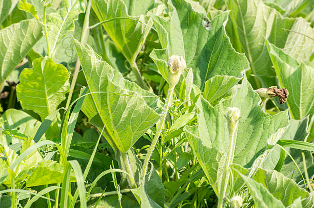 bouteille lagenaria siceria (gourde) à semis - squash flower plant single flower photos et images de collection