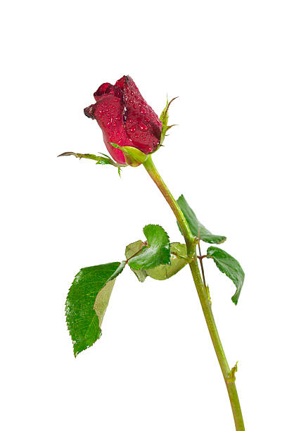 istock One red roses isolated on white background 518178666