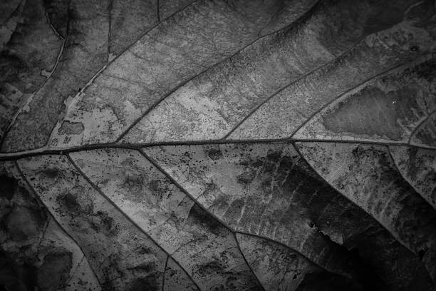 istock dry leaf detail, macro photography 518178898