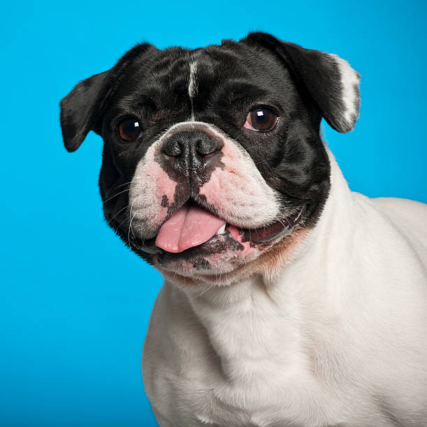 istock French Bulldog against blue background 518178964
