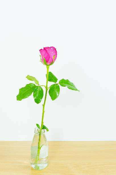 istock One pink roses in bottle water isolated on white background 518179016