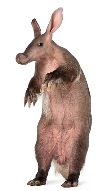 Aardvark, Orycteropus, 16 years old, standing in front of white background