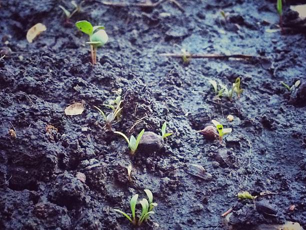 istock vintage Young sprout in springtime 518179260