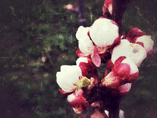 istock vintage grunge paper with peach blossom 518179428