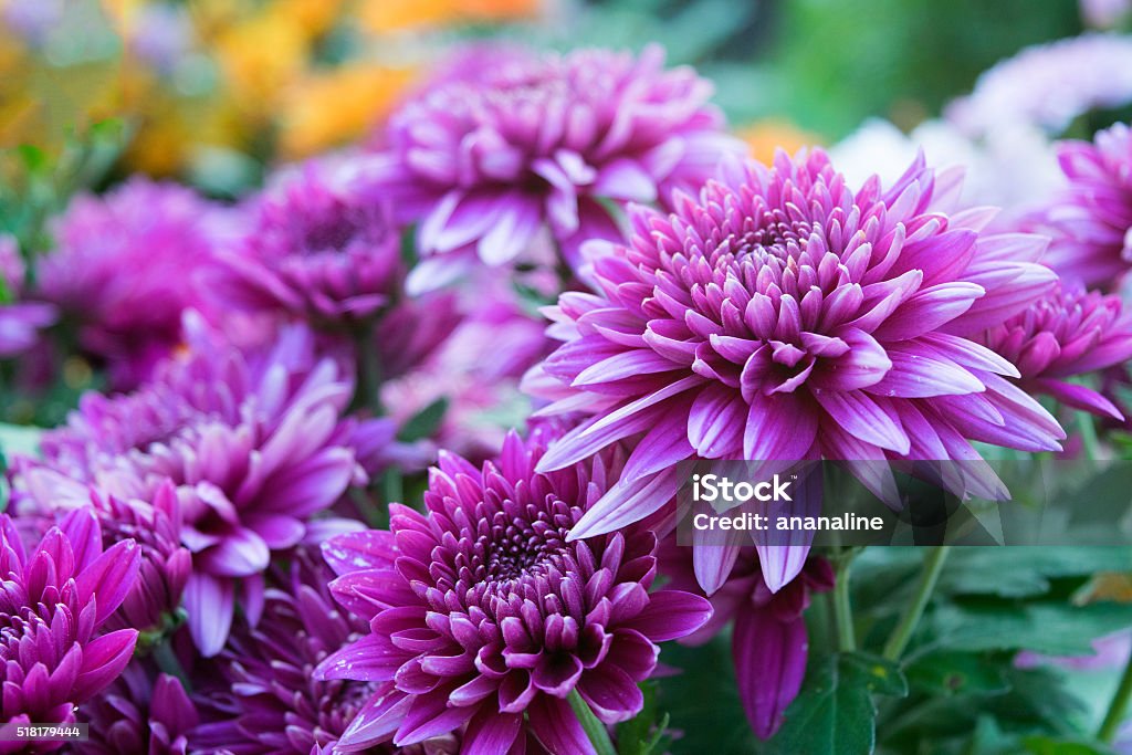 Cerrar Con Flores Suaves Púrpura Crisantemo Naturaleza Foto de stock y más  banco de imágenes de Crisantemo - iStock