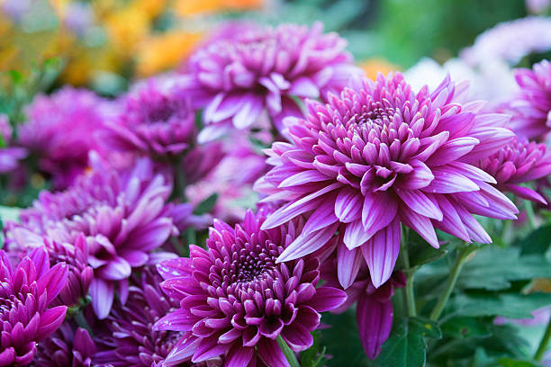 закрыть вверх мягкий фиолетовый хризантема цветы природа - chrysanthemum стоковые фото и изображения
