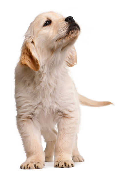 istock Golden Retriever puppy, 20 weeks old, standing 518179964