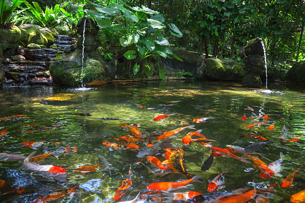 istock Gold carp in the pond 518180168