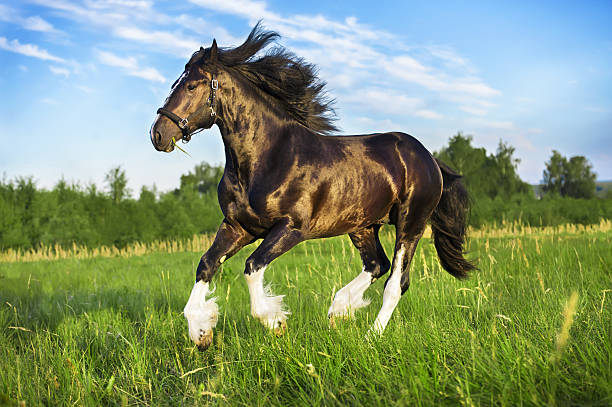Black Vladimir draft horse runs gallop on the pasture