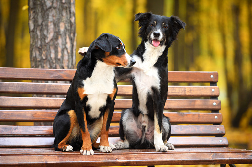 Dos perros en amor en otoño parque photo