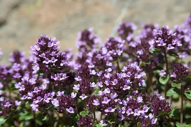 Flowers of thyme. Thyme is commonly used in cookery and in herbal medicine.