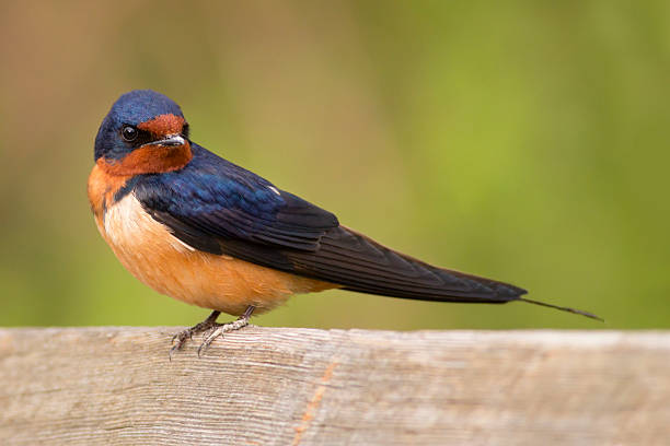 Colorful barn swallow bird with brilliant blue and purple feathers Colorful barn swallow bird with brilliant blue and purple feathers standing on a wooden fence with a soft green background barn swallow stock pictures, royalty-free photos & images