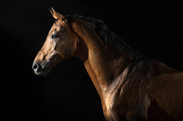 istock Red horse in the night under the rain 518180832