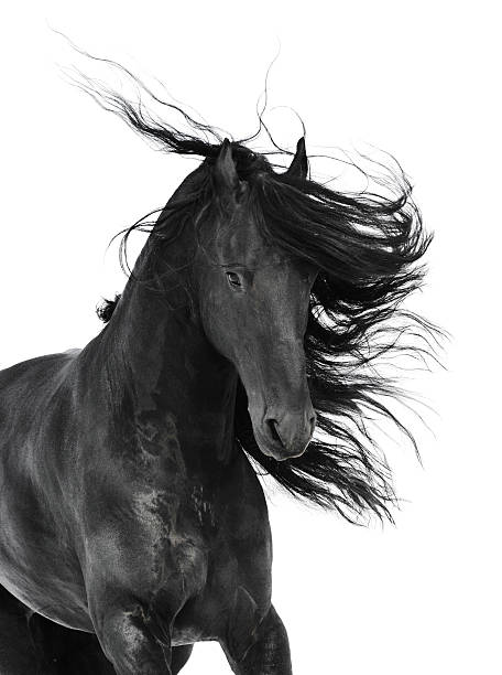 istock black horse portrait isolated on white background 518182040