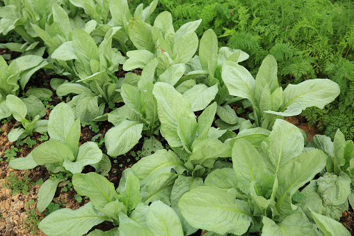 Green indian lettuce and carrots  in growth at vegetable garden