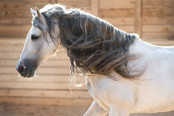 안달루시아 백마 인물사진 in motion 실내 - horse stallion andalusia white 뉴스 사진 이미지