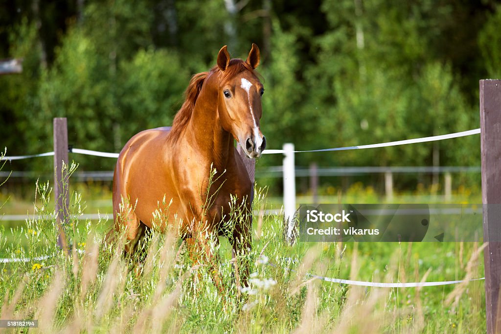 Rojo caballo va trote en el fondo de la naturaleza - Foto de stock de Caballo - Familia del caballo libre de derechos