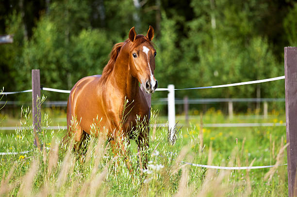 trotto di cavallo rosso corse su sfondo di natura - cavallo foto e immagini stock