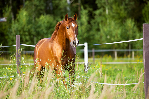 Red horse runs trot on the pasture