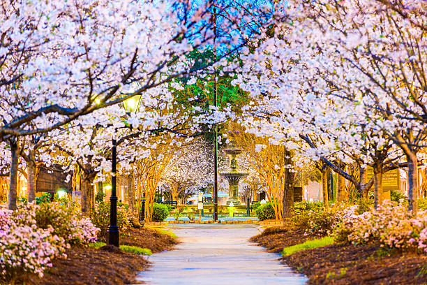 macon, georgia, usa - town of blossom zdjęcia i obrazy z banku zdjęć