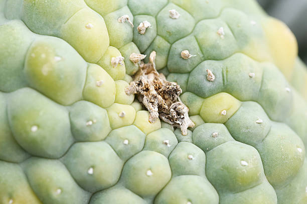 Lophophora cacti stock photo