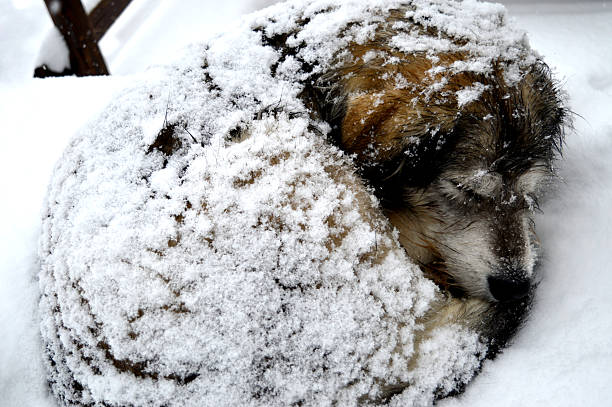 In Ceresole (Italy) a sweet dog enjoying and sleeping on a table while is snowing :-) Rare dog ! :D 