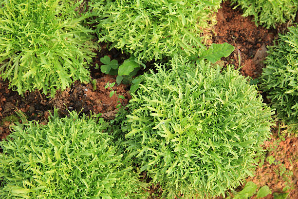 istock Ruccola plants in growth at garden 518184920