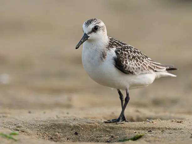 Photo of Sanderling