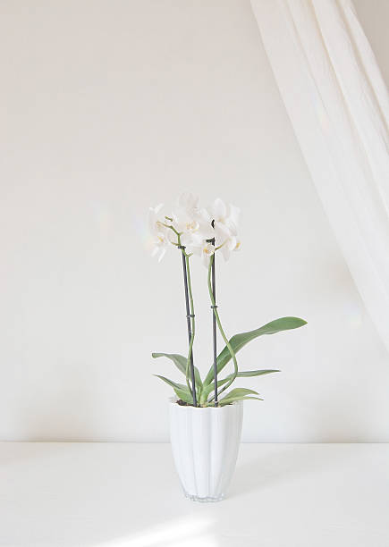 istock White orchid flowers 518186626