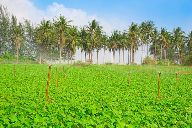 istock Automatic sprinkler irrigation system watering in the vegetable farm 518196508