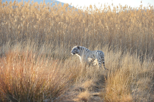 Shot of a rare white tiger in the wild