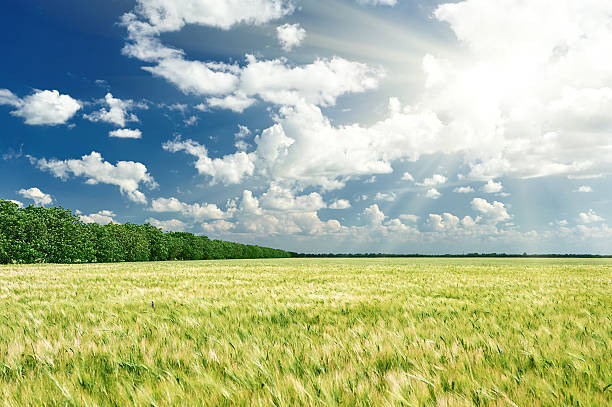 spring landscape, green field and blue cloudy sky