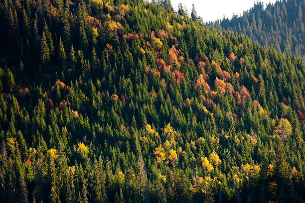 istock Read and yellow autumn forest 518197248