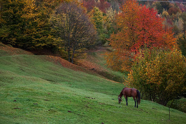istock Beautiful Carpathian mountains in autumn 518197292