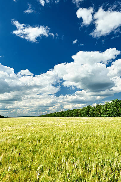 istock spring landscape, green field and blue cloudy sky 518197518