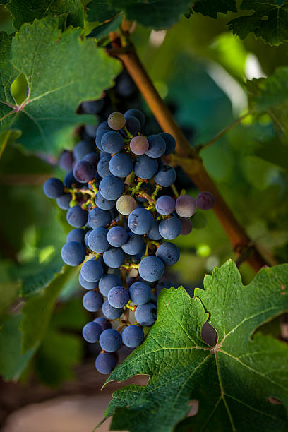 istock Grapes growing in vineyard 518198674