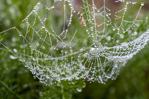 Hung heavy load ... large spider web with morning dew